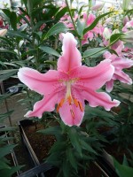 [5231 Sorbonne TL No01.JPG]